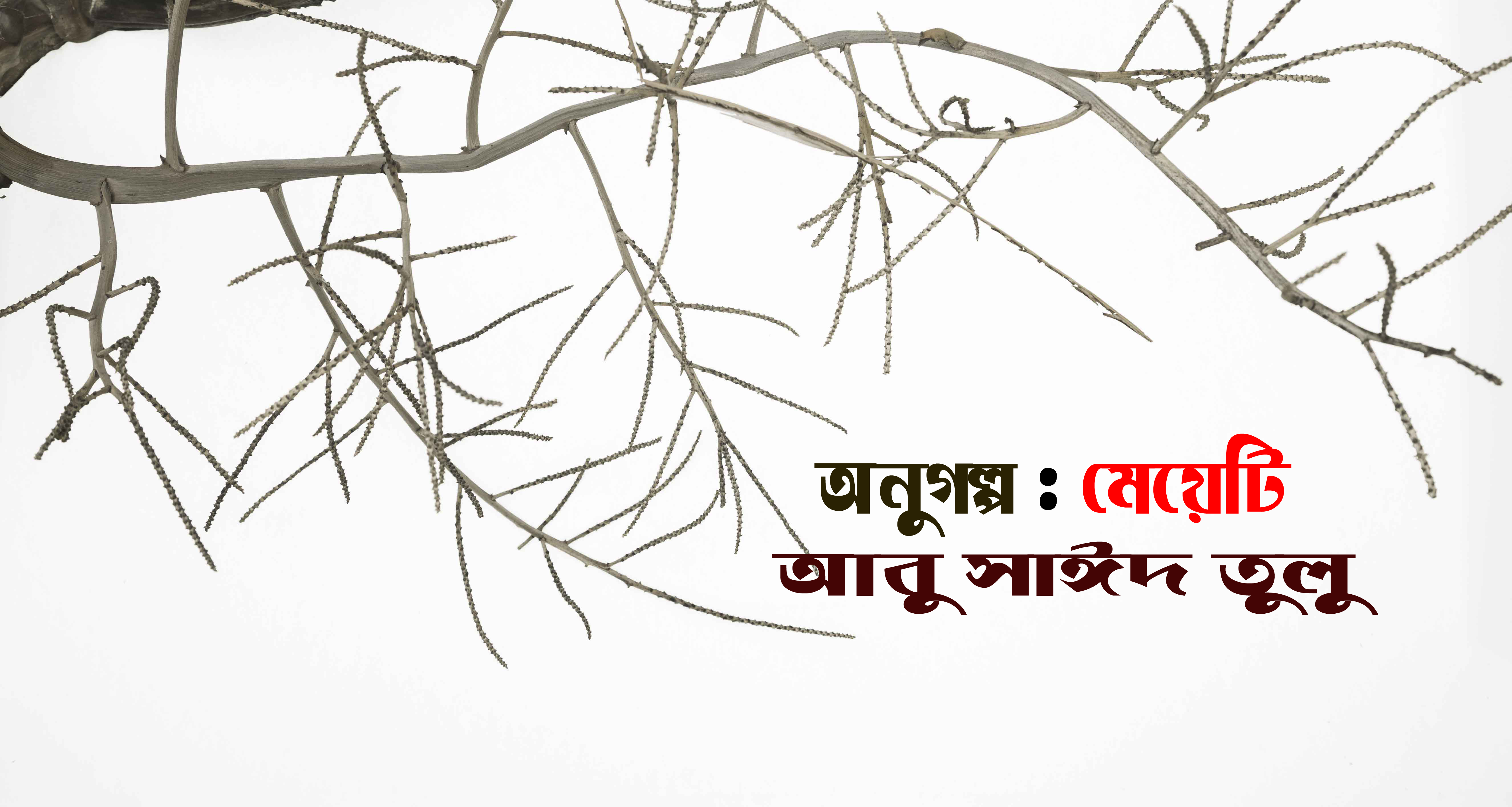 মেয়েটি  । আবু সাঈদ তুলু 